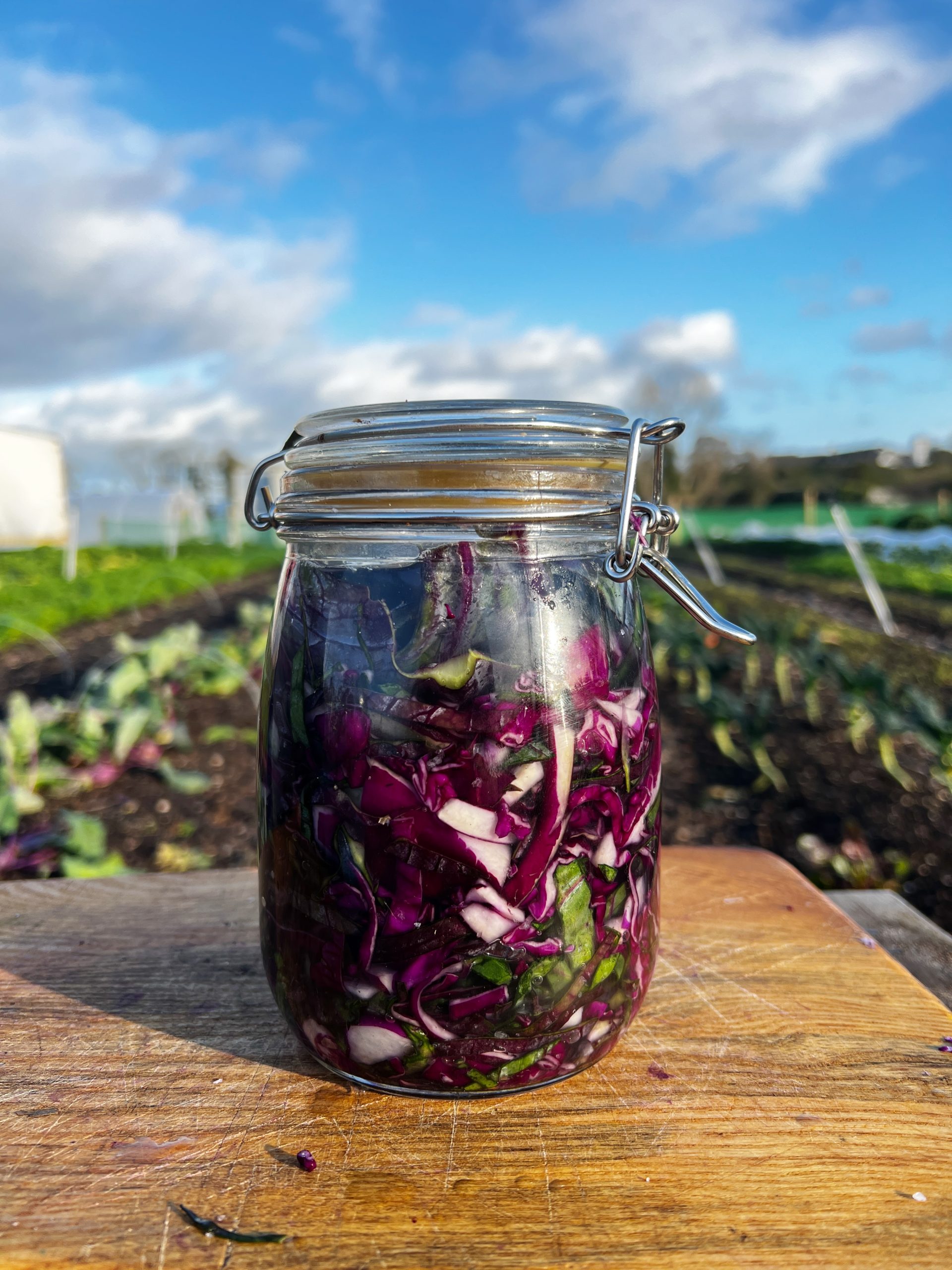 An image of Simple Sauerkraut