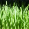 An image of wheatgrass