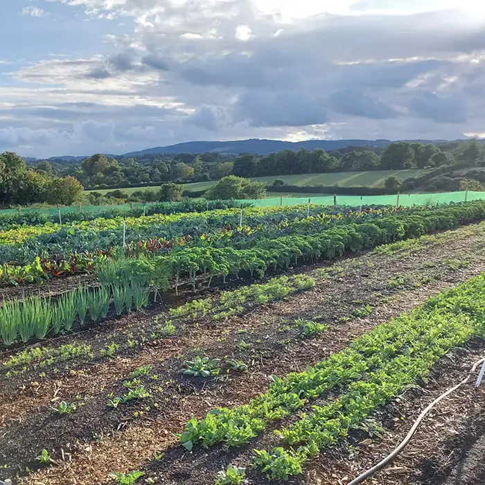 the happy pear organic farm