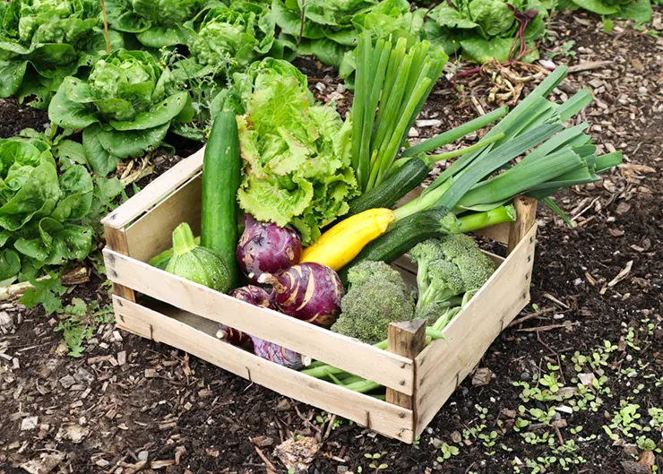 image of vegetables from the happy pear medium box