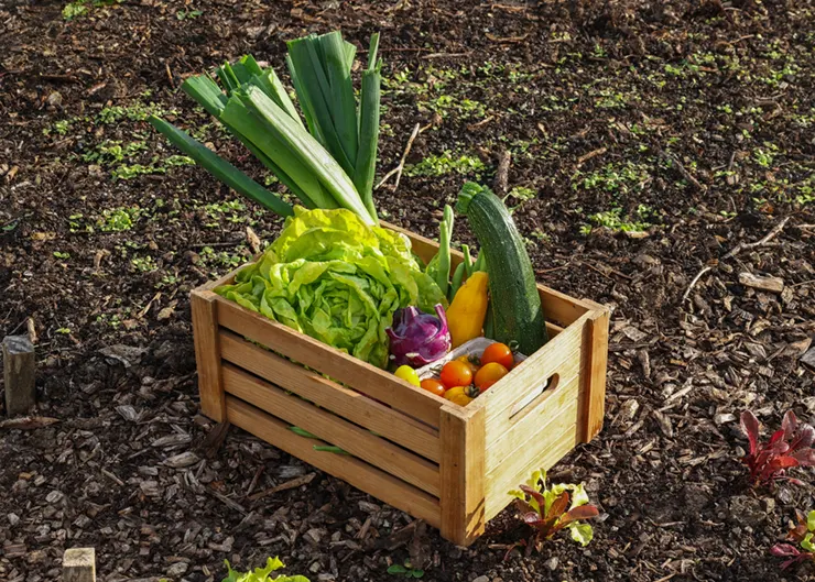 image of vegetables from the happy pear small box