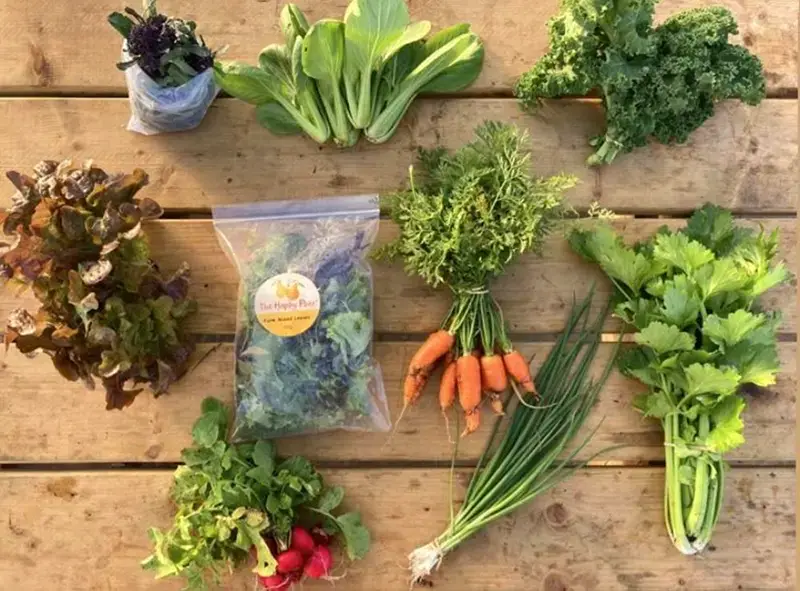 image of vegetables from the happy pear farm veg box