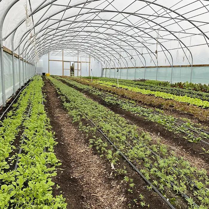 the happy pear organic farm photo