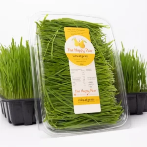 An image of wheatgrass