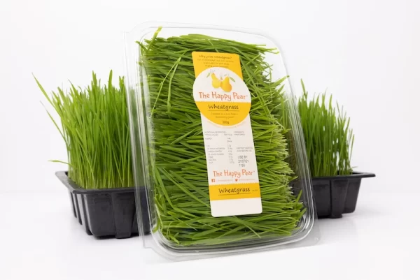 An image of wheatgrass